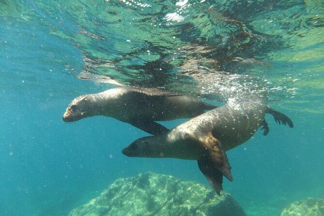 Swim with Sea Lions in La Paz - Authentic Marine Encounters and Expert Guides