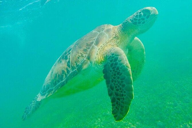 Swim with Sea Turtles in Akumal Plus Visit and Swim in a Cenote - The Itinerary: A Closer Look