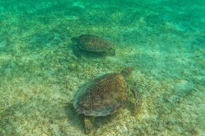 Swim with Sea Turtles in Akumal Plus Visit and Swim in a Cenote - Practical Tips for Travelers