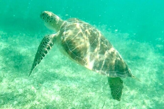Swim with Sea Turtles in Akumal Plus Visit and Swim in a Cenote - Final Thoughts: Is This Tour Worth It?