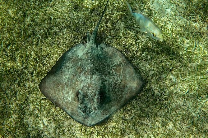 Swim with Sea Turtles in Akumal Plus Visit and Swim in a Cenote - FAQs