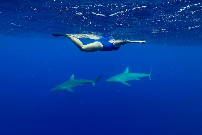 Swim With Sharks (Cage-Free) - Reviews