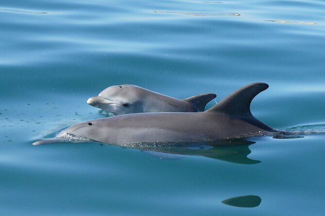 Swim With The Dolphins Experience in Bunbury Australia - An In-Depth Look at the Bunbury Dolphin Swim Tour