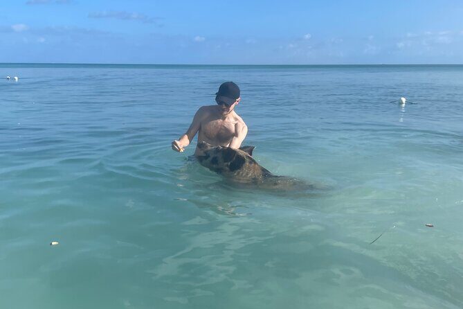 Swim with the Pigs Freeport @Creative Eco Adventures - An In-Depth Look at the Experience