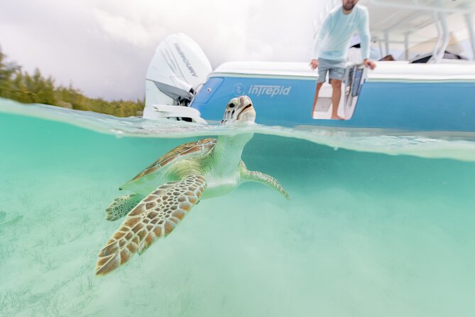Swim With the Pigs! Half Day Harbour Island Private Boat Tour - Meeting and Pickup