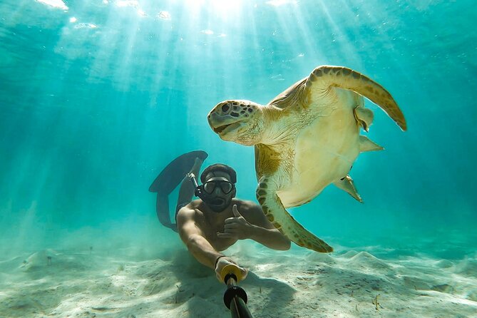 Swim With the Pigs! Half Day Harbour Island Private Boat Tour - Booking Information