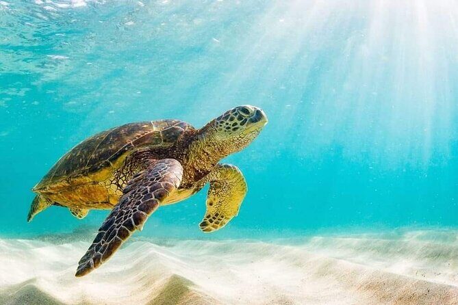 Swim with the Pigs Safari in Bahamas (2hrs) - The Itinerary in Detail