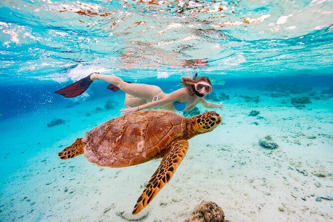 Swim With The Turtles Rarotonga - Itineraries and Variability