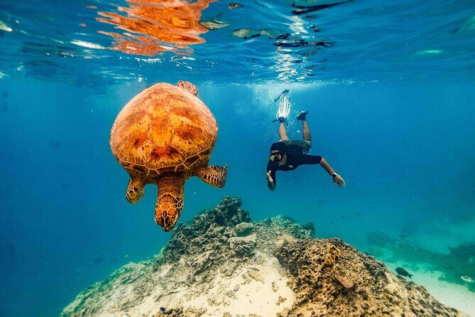 Swim With The Turtles Rarotonga - Practical Tips for Your Tour