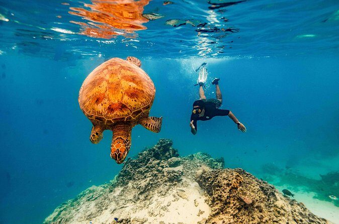 Swim With The Turtles Rarotonga - Who Will Love This Tour?