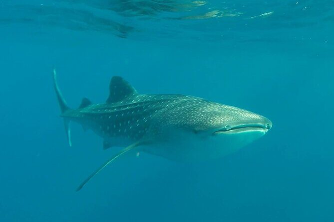 Swim with the whale shark in La Paz, Mexico - Key Points