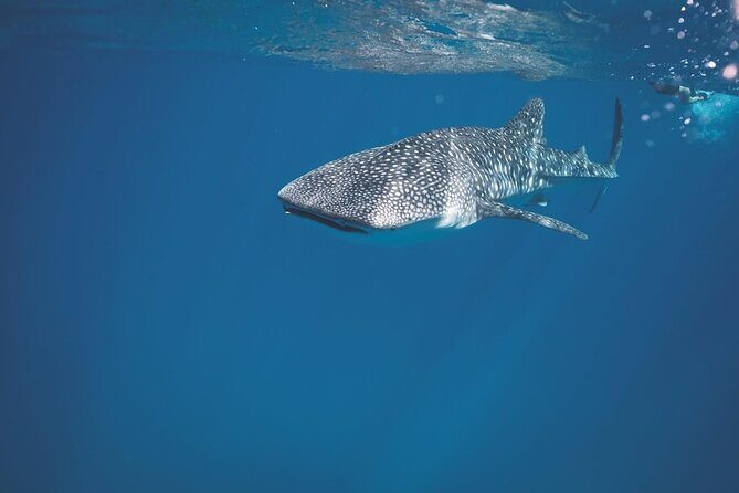 Swim with the whale shark in La Paz, Mexico - Starting Point and Meeting Arrangements