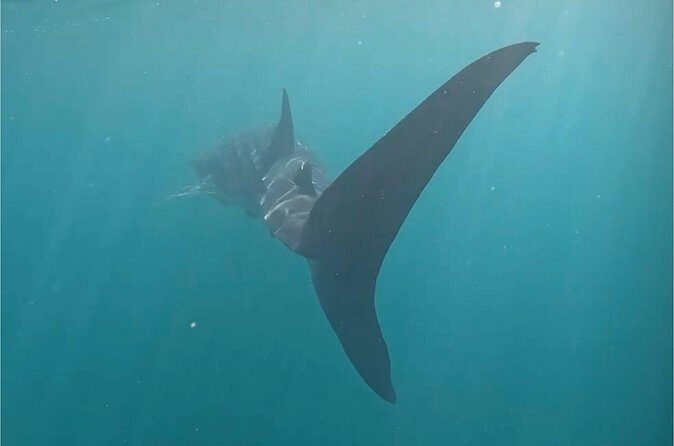 Swim with the whale shark in La Paz, Mexico - What’s Included