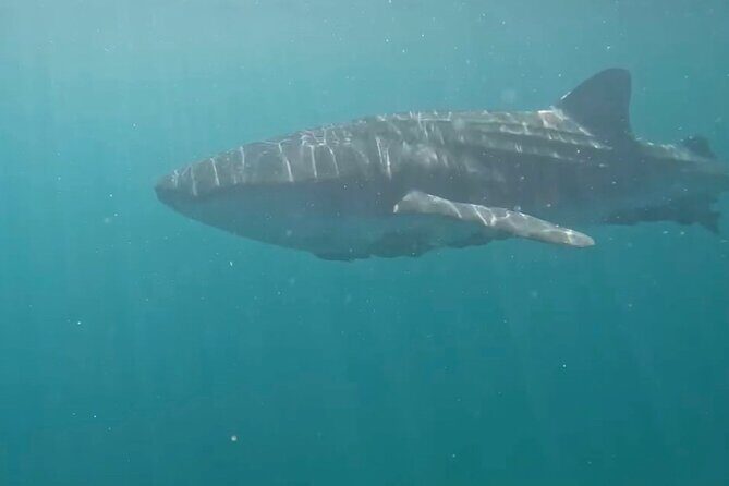 Swim with the whale shark in La Paz, Mexico - Seasonality and Regulations