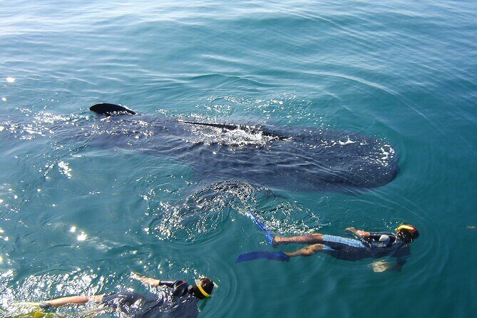 Swim with the Whale Shark on Holbox Island - The Experience in Detail