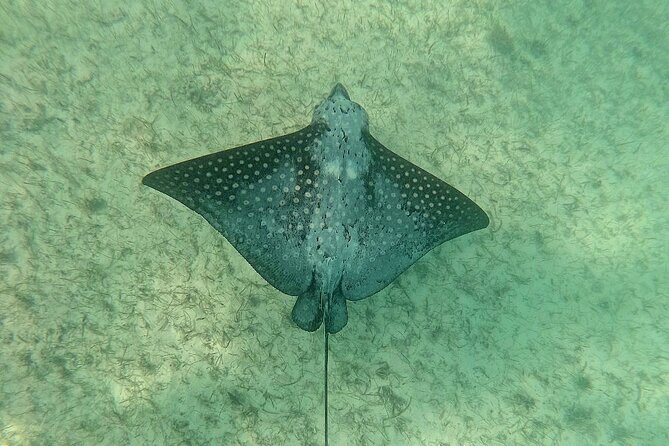 Swim with Turtles in Akumal + GoPro Photo Session - What Makes This Tour Stand Out