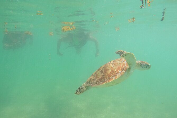 Swim with Turtles in Akumal + GoPro Photo Session - Practical Details and Tips