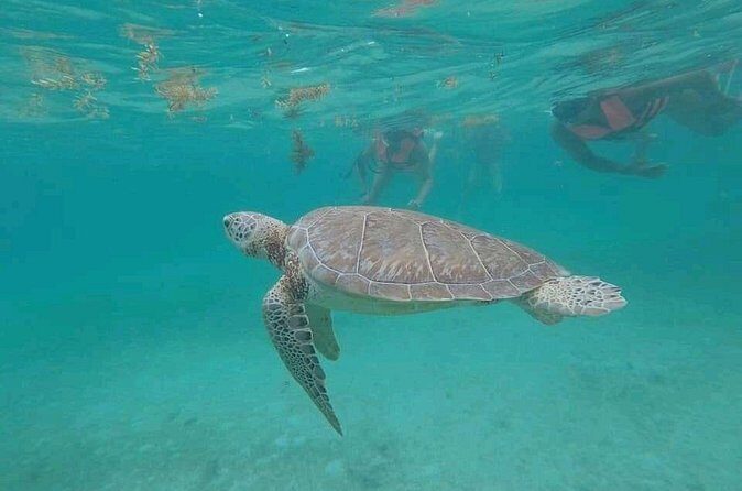 Swim with turtles + snorkelling + archaeological zone of Tulúm + cenote - Who Will Love This Tour?