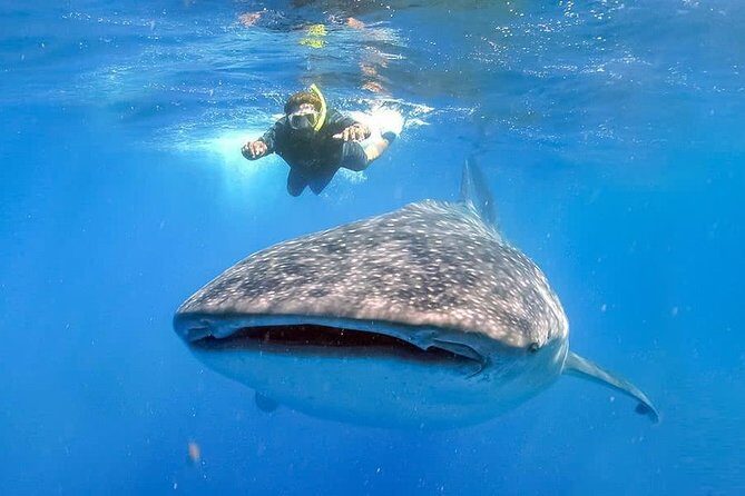 Swim with Whale Shark - Swim with Whale Shark – An Authentic Look at a Unique Adventure