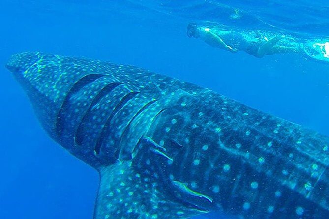 Swim with Whale Shark - A Closer Look at the Tour Experience