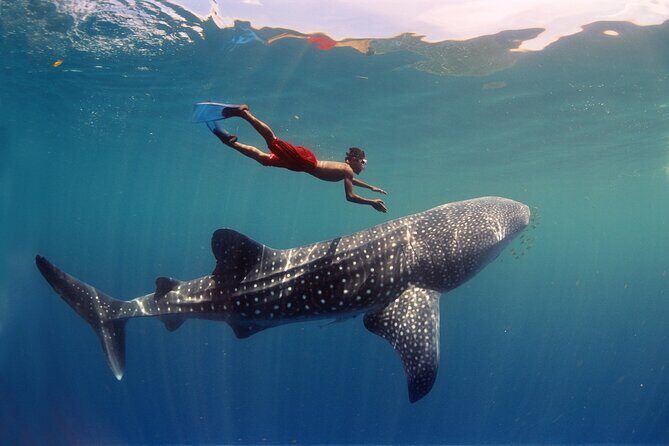 Swim with Whale Shark from Cancun - An In-Depth Look at the Tour Experience