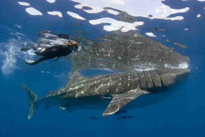 Swim with Whale Shark from Isla Mujeres and Cancun - The Experience: What Sets It Apart