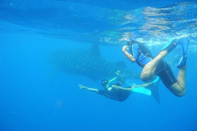Swim with Whale Shark from Isla Mujeres and Cancun - Why This Tour Is a Great Choice