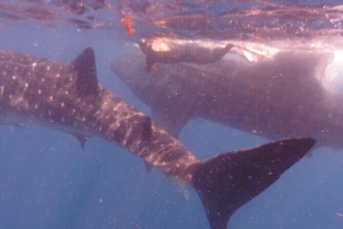 Swim with Whale Shark from Isla Mujeres and Cancun - The Sum Up: Worthwhile for Authentic Marine Encounters