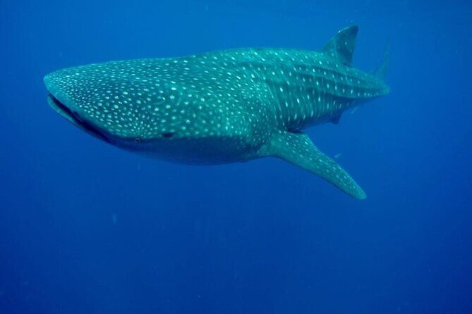 Swim with Whale Shark from Isla Mujeres and Cancun - FAQ