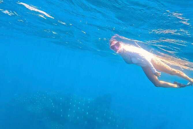 Swim with Whale Sharks #1 MUST DO IN LA PAZ - Frequently Asked Questions