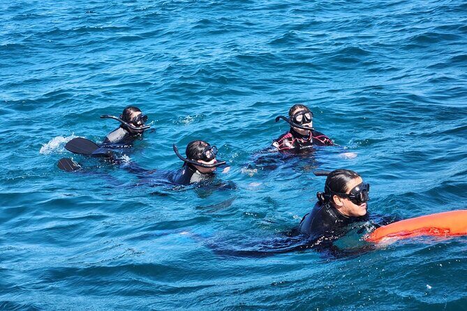 Swim with Whale Sharks in La Paz - The Sum Up