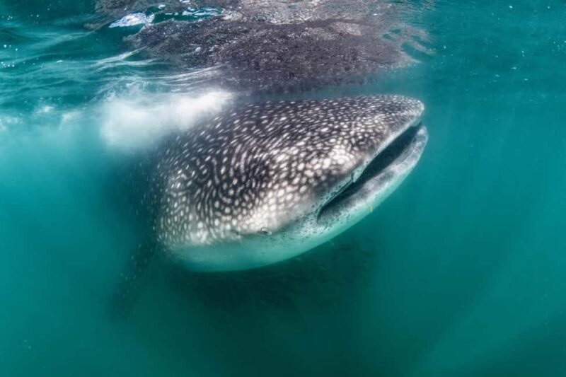 Swim with Whale Sharks in La Paz - The Search and Encounter