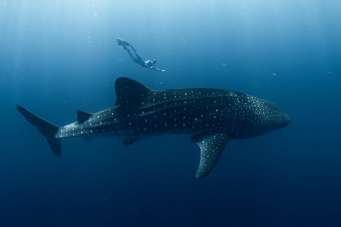 Swim with Whale Sharks in the Ningaloo Reef: 3 Island Shark Dive - A Closer Look at the Experience