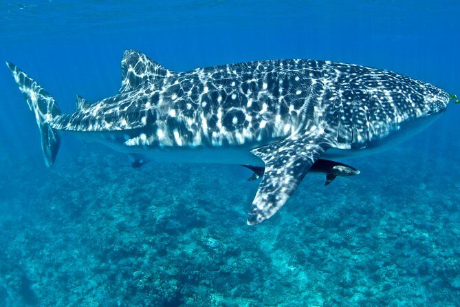Swim with Whale Sharks in the Ningaloo Reef: 3 Island Shark Dive - Final Thoughts