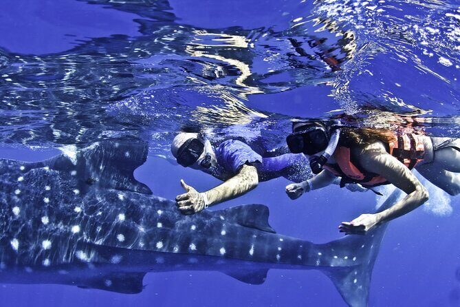 Swim with Whale Sharks & Isla Mujeres - Final Thoughts: Is It Worth It?