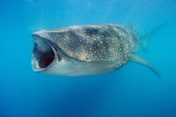 Swim with Whale Sharks & Isla Mujeres - Key Points