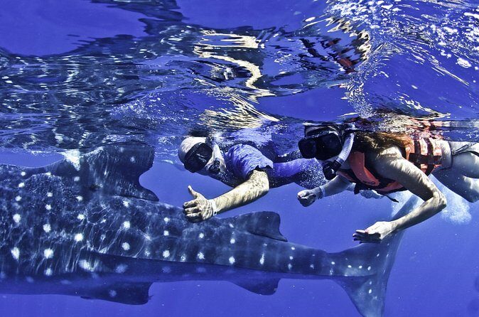 Swim with Whale Sharks & Isla Mujeres - The Practical Side: What’s Included and What’s Not