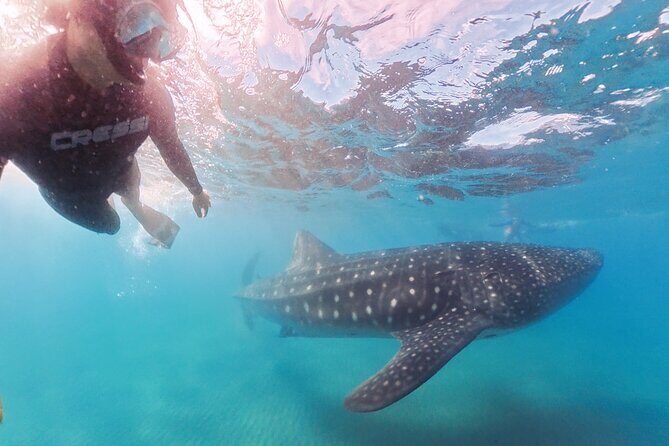 Swim with Whale Sharks MORE TIME IN THE WATER Limit 12 per Group - Key Points