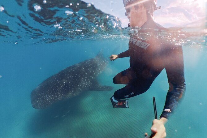 Swim with Whale Sharks MORE TIME IN THE WATER Limit 12 per Group - An Honest Look at the Experience