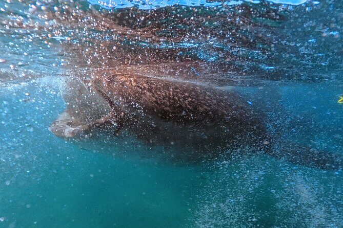 Swim with Whale Sharks MORE TIME IN THE WATER Limit 12 per Group - Who Should Consider This Tour