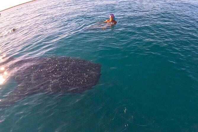 Swim with Whale Sharks MORE TIME IN THE WATER Limit 12 per Group - FAQ