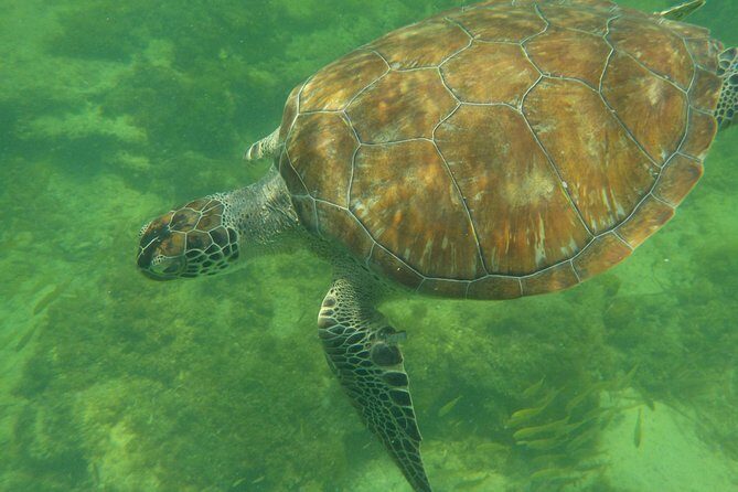 Swim with whale sharks on a private tour - FAQs