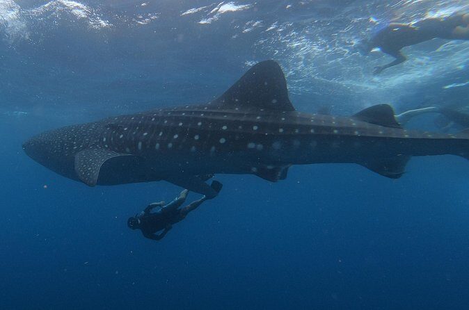 Swim with whale sharks on a private tour - Final Thoughts