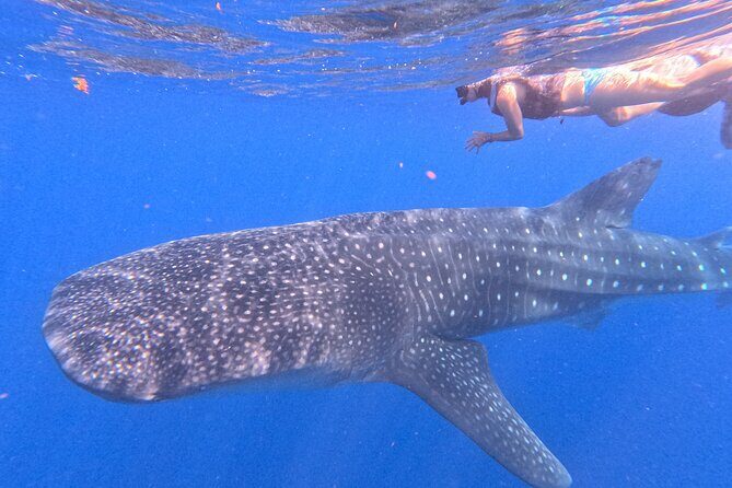 Swim with Whale Sharks Private tour from Playa del Carmen - Post-Snorkel Relaxation: Lunch and Beach Time