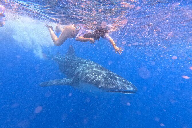 Swim with Whale Sharks Private tour from Playa del Carmen - Practical Details and Value
