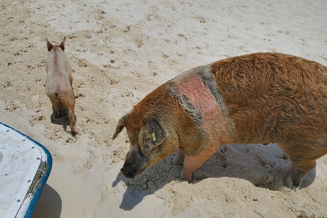 Swiming Pigs and Shark Tour Nassau to Exuma by Plane and Boat - Customer Reviews and Ratings