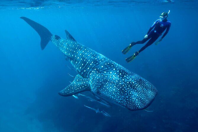Swimming Expedition Whale Shark Departures from Cancun - Key Points