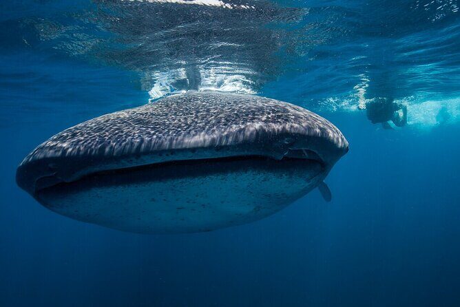 Swimming Expedition Whale Shark Departures from Cancun - The Experience’s Strengths and Considerations