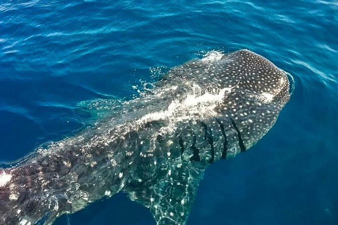 Swimming Expedition Whale Shark Departures from Cancun - Final Thoughts