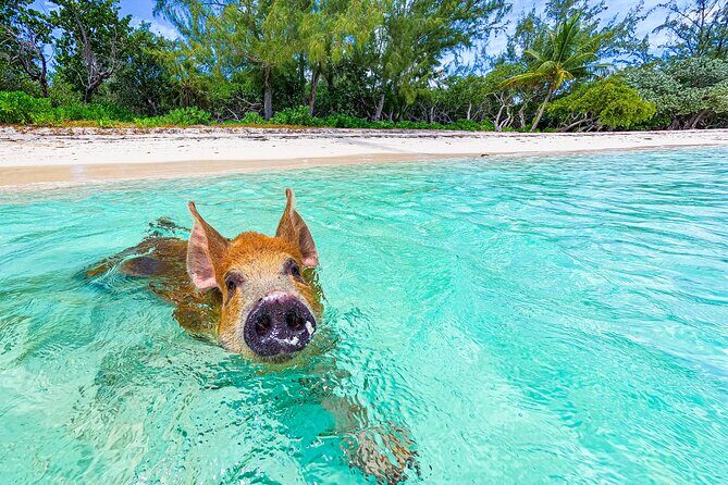 Swimming Pigs and Pearl Island Beach Escape - Who Will Love This Tour?